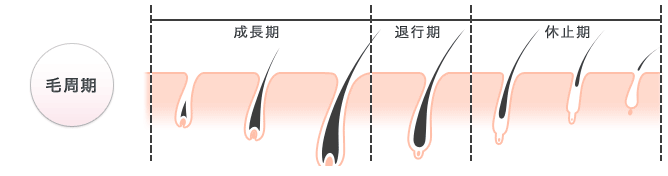 毛周期の図